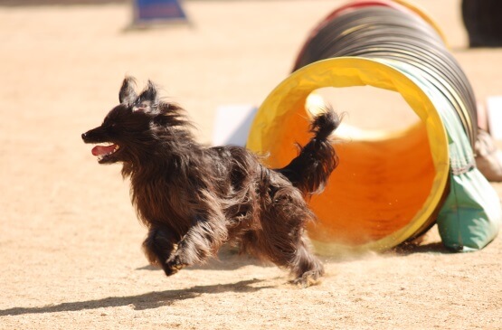 Un Berger haciendo Agility como deporte canino