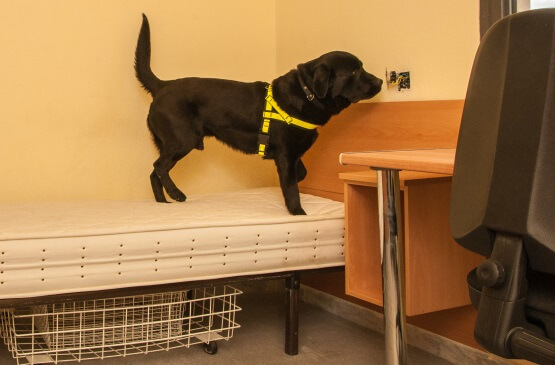 Aiestramiento perro en unidad de biodetección